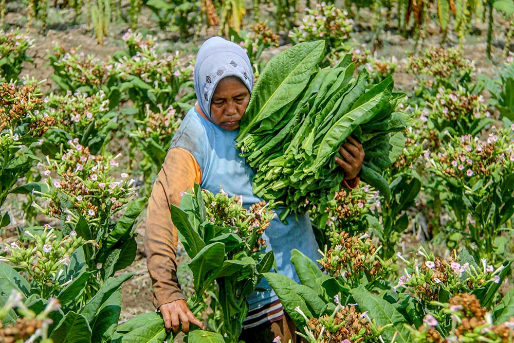  Luas lahan Tanam Tembakau di Bojonegoro Jawa Timur Terus Meningkat