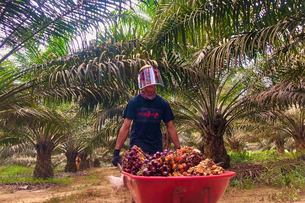  Harga Kelapa Sawit di Kaltim Naik Menjadi Rp2.890,4 per Kilogram