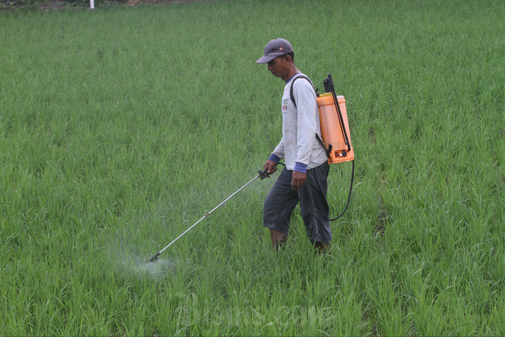  Kelompok Tani di Garut Diguyur Bantuan Benih Padi 325 Ton