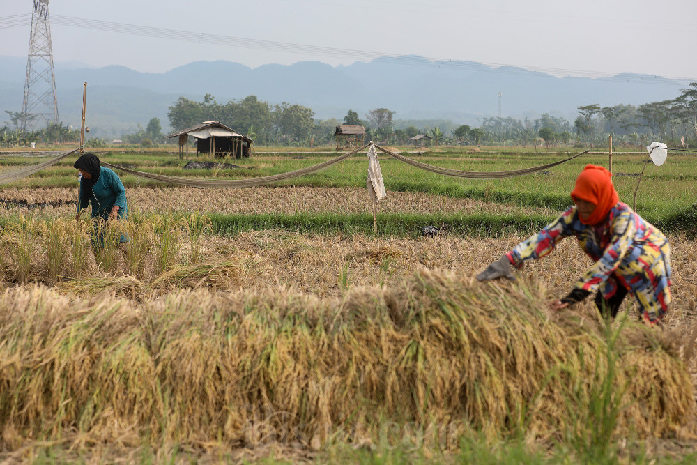  Produksi Padi Majalengka Tembus 134.000 Ton