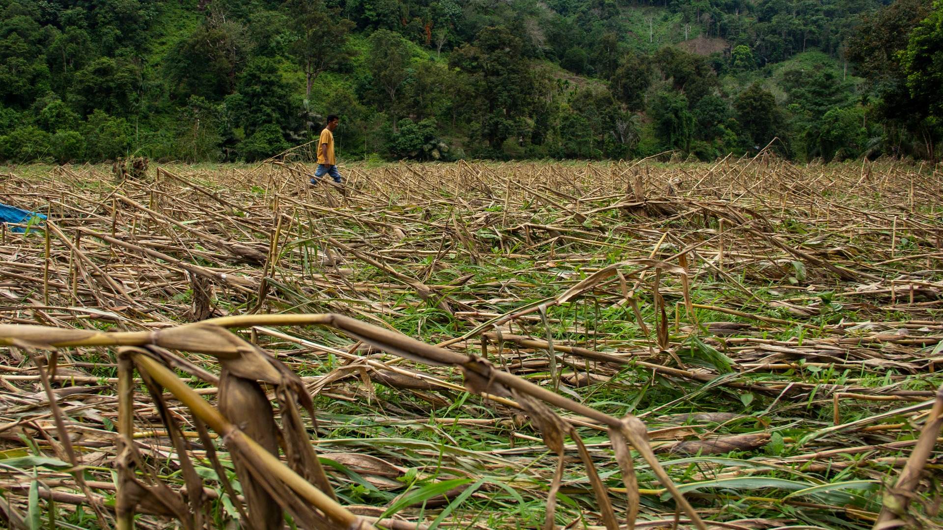  Alarm Komoditas Pangan dari Gagal Panen Gula dan Jagung