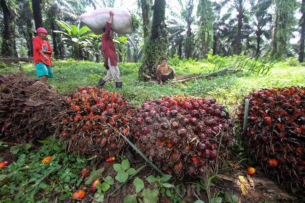  Pemerintah Bentuk Badan Pengelola Dana Perkebunan, BPDPKS Bubar?