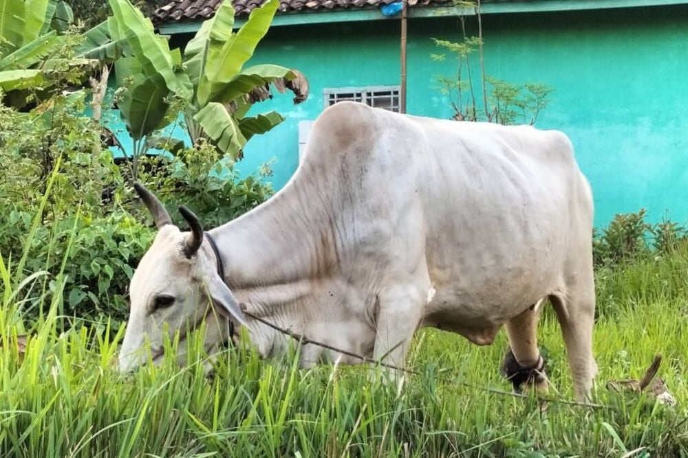  Lampung Selatan Antisipasi Penyebaran Penyakit Ngorok pada Ternak