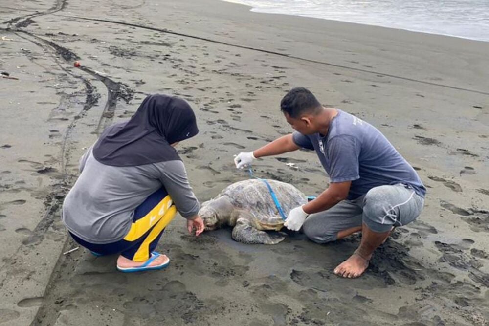  Bangkai Penyu Berukuran Besar Terdampar di Pantai Sodong Cilacap