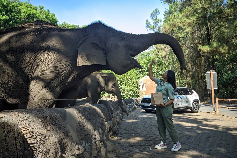  Menikmati Asyiknya Feeding Gajah dan Jerapah di Taman Safari Prigen