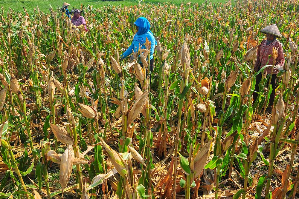  Kementerian Pertanian Targetkan Produksi Jagung Mencapai 16,68 Juta Ton Pada 2025