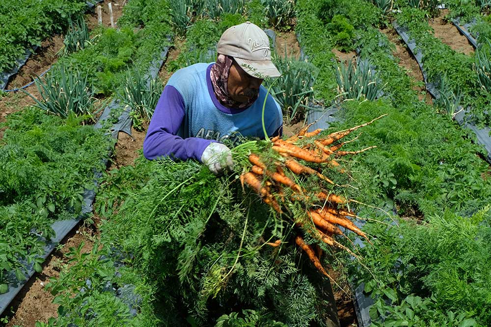  Harga Wortel di Banjarnegara Anjlok Hingga Rp300 Per Kilogram