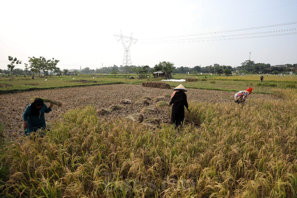  Kemenkeu Siapkan Anggaran untuk Cetak 3 Juta Hektare Sawah