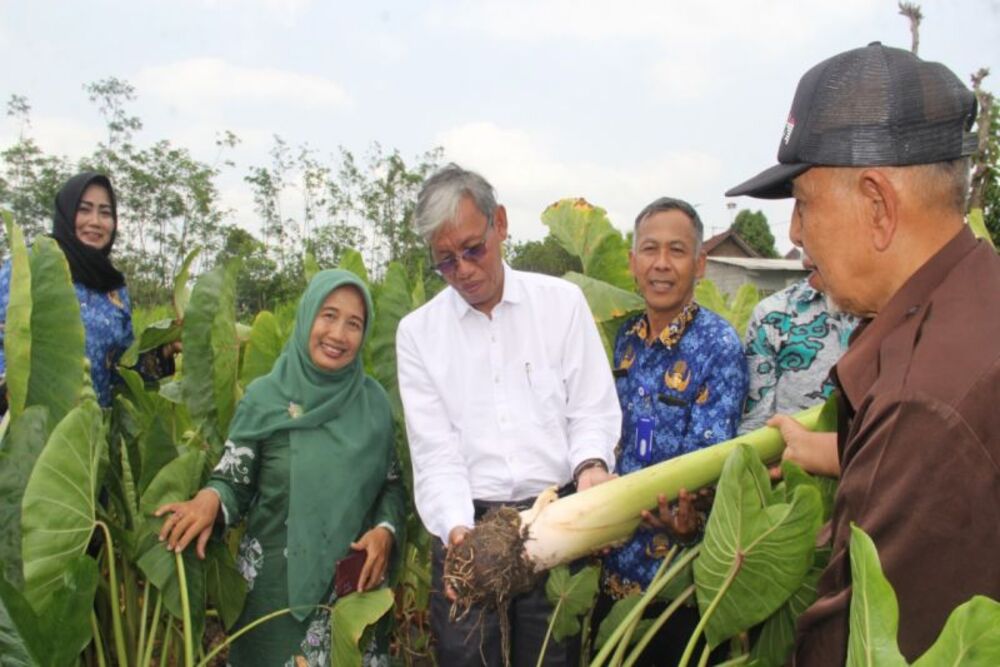  Budi Daya Talas di Sleman Diapresiasi