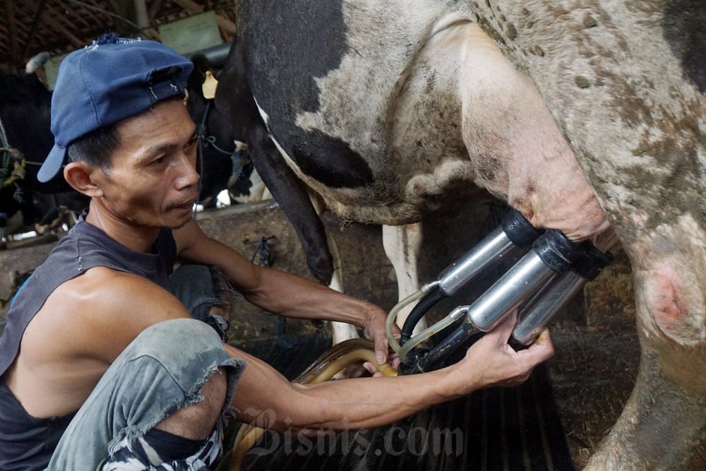  Jabar Targetkan Jadi Produsen Susu Tertinggi di Indonesia