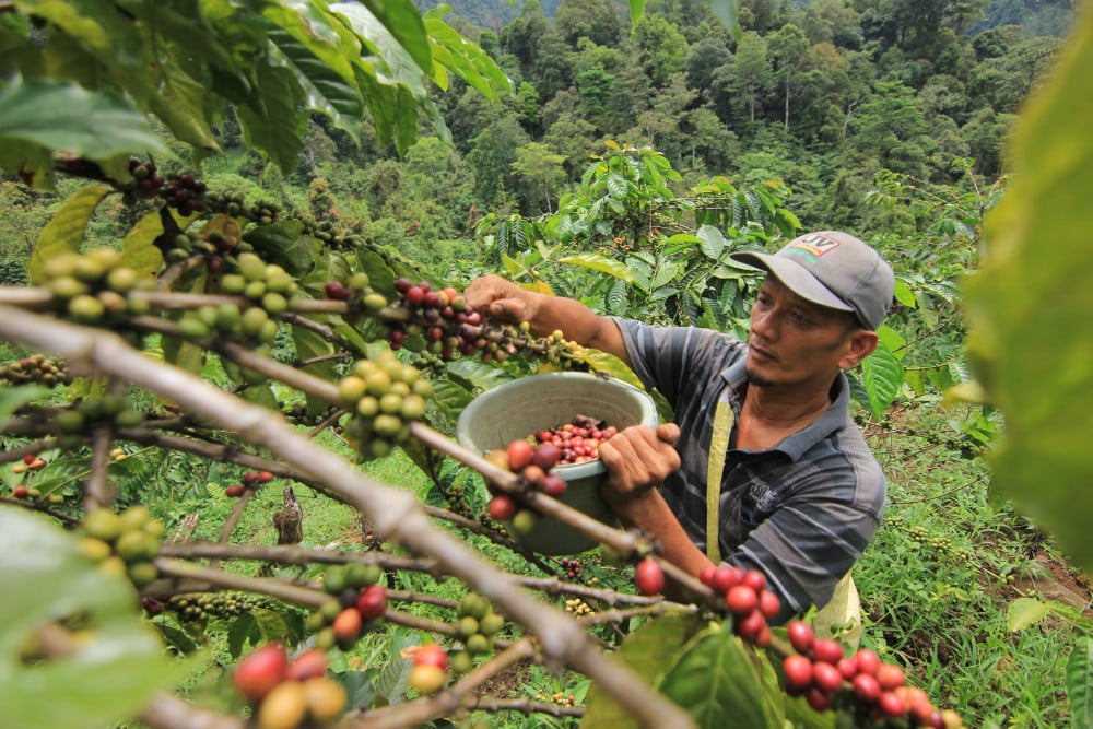  Produksi Kopi di Sumbar Meningkat Pangsa Pasar Semakin Luas