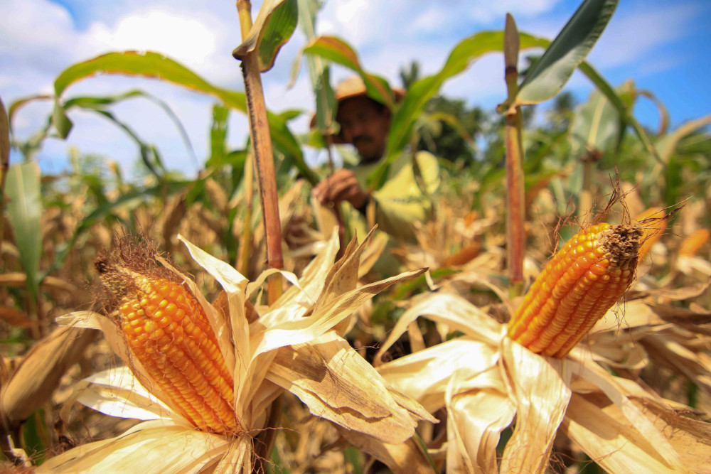  Produksi Jagung Sumbar 801.000 Ton hingga Oktober 2024, Petani Berharap Setop Impor