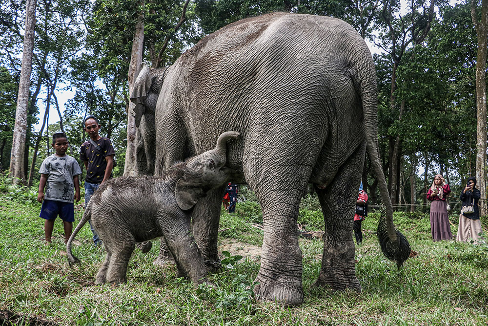  Kelahiran Bayi Gajah Sumatra Di Kampar