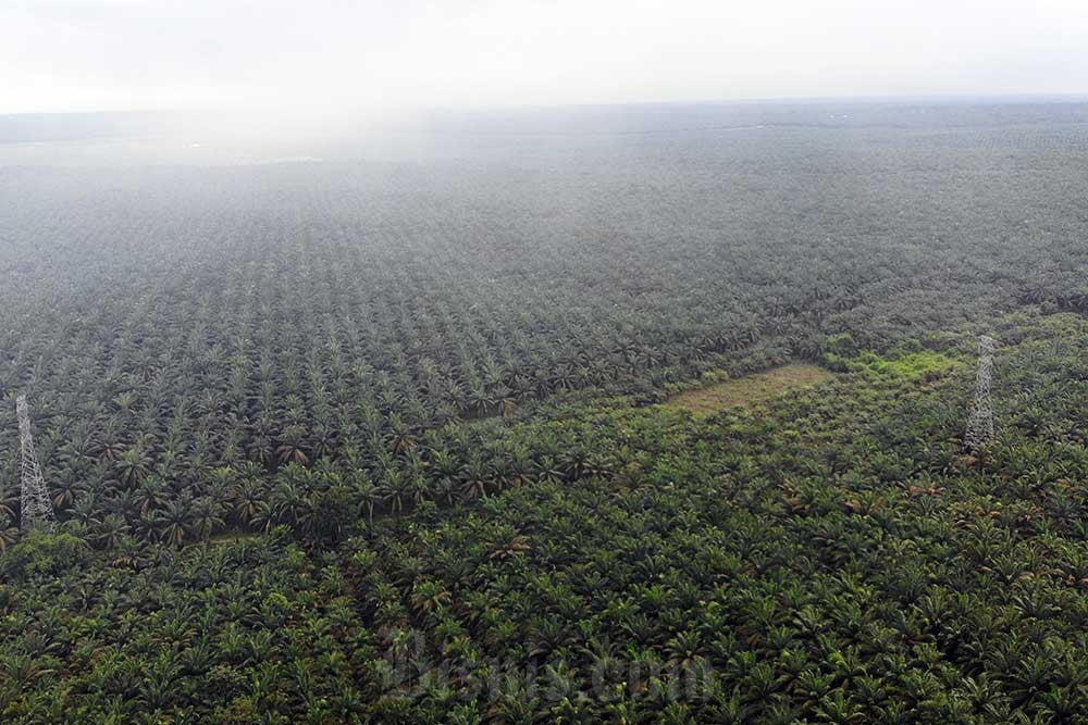  Astra Agro (AALI) Jelaskan Soal Kasus Tumpang Tindih Lahan dengan PTPN XIV