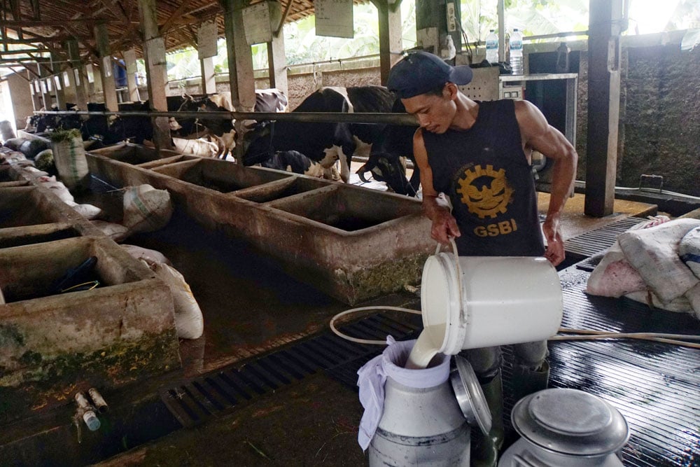  Viral Susu Sapi Segar Dibuang, DPR: Peternak Lokal Harus Jadi Prioritas!