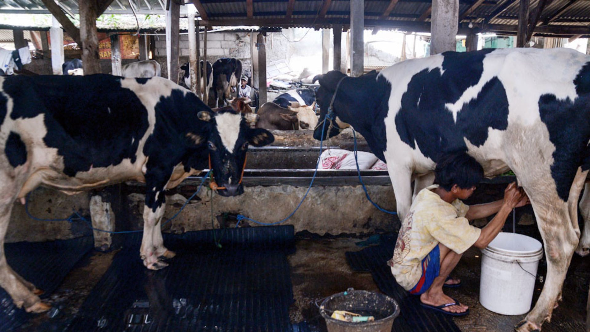 Pekerja memerah susu sapi di salah satu peternakan sapi perah di kawasan Tegal Parang, Jakarta. Bisnis/Fanny Kusumawardhani