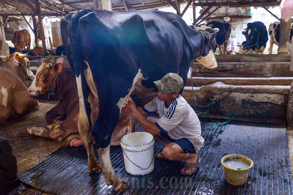 Pekerja memerah susu sapi di salah satu peternakan sapi perah di kawasan Tegal Parang, Jakarta. Bisnis/Fanny Kusumawardhani