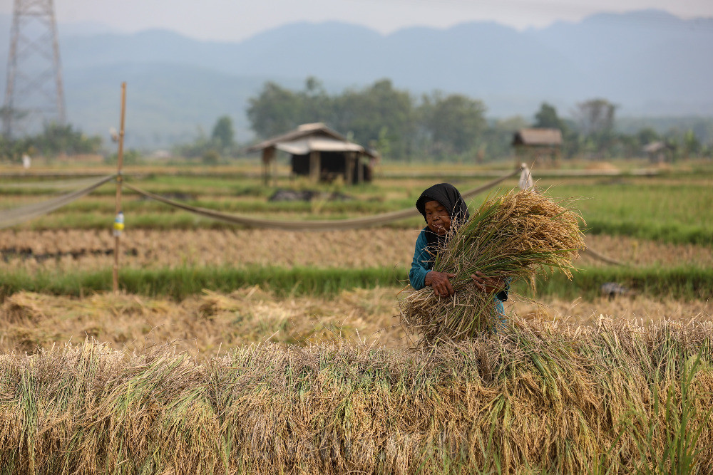 Buruh tani memanen padi di lahan persawahan di Kabupaten Bogor, Jawa Barat, Selasa (20/8/2024). Bisnis/Abdurachman