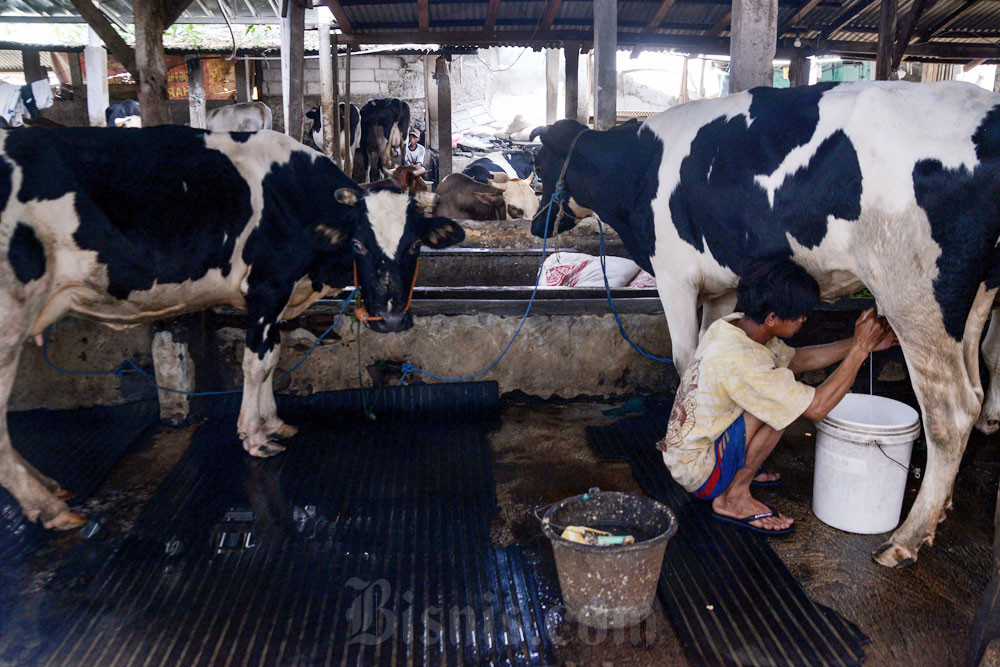 Pekerja memerah susu sapi di salah satu peternakan sapi perah di kawasan Tegal Parang, Jakarta. Bisnis/Fanny Kusumawardhani