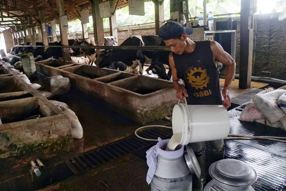 Pekerja memindahkan susu sapi di peternakan Mahesa Perkasa di Depok, Jawa Barat. Bisnis/Himawan L Nugraha