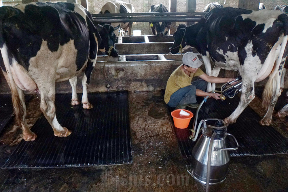 Pekerja memerah susu sapi di peternakan Mahesa Perkasa di Depok, Jawa Barat. Bisnis/Himawan L Nugraha