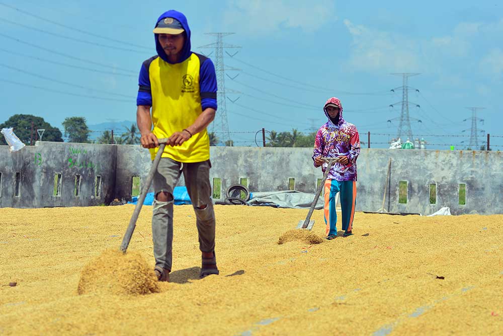  BPS Mencatat Harga Gabah Pada Oktober 2024 Alami Penurunan