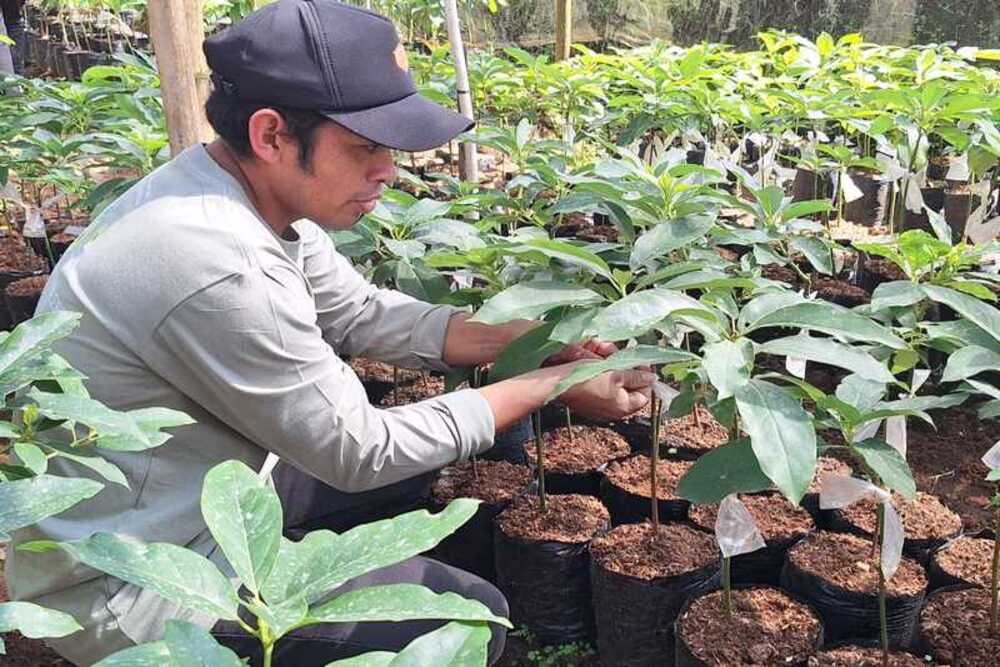  Desa Tonasa di Gowa Dijadikan Pusat Penangkaran Bibit Alpukat Sulsel