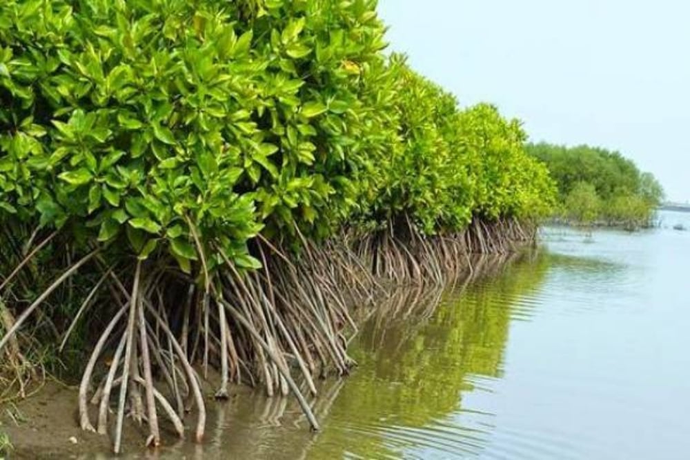  Begini Kondisi Ekosistem Mangrove di Jakarta, Solusi Atasi Banjir Usungan Pramono-Rano