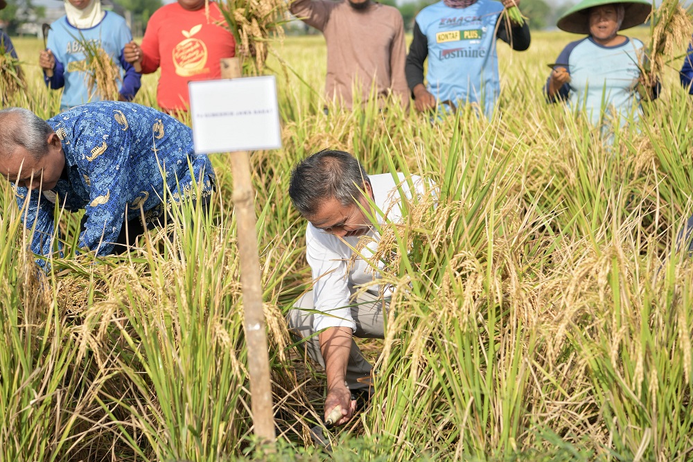  Bey Optimistis Jabar Capai Target Produksi 11 Juta Gabah Kering Giling