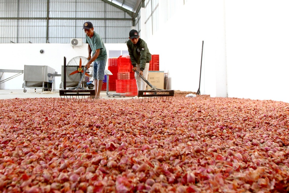  Bawang Merah Rubaru, Unik dan Unggul