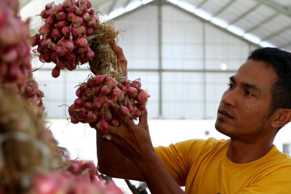  Kisah Inspiratif Menggeluti Bawang Merah