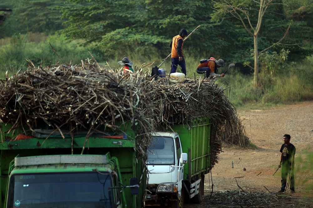  Tebu dan Bawang Berebut Ruang di Kabupaten Cirebon
