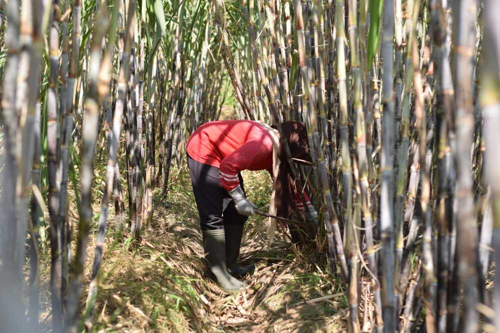  Produksi Tebu Kebun Kalitelepak  PTPN 1 Regional 5 Naik 31%