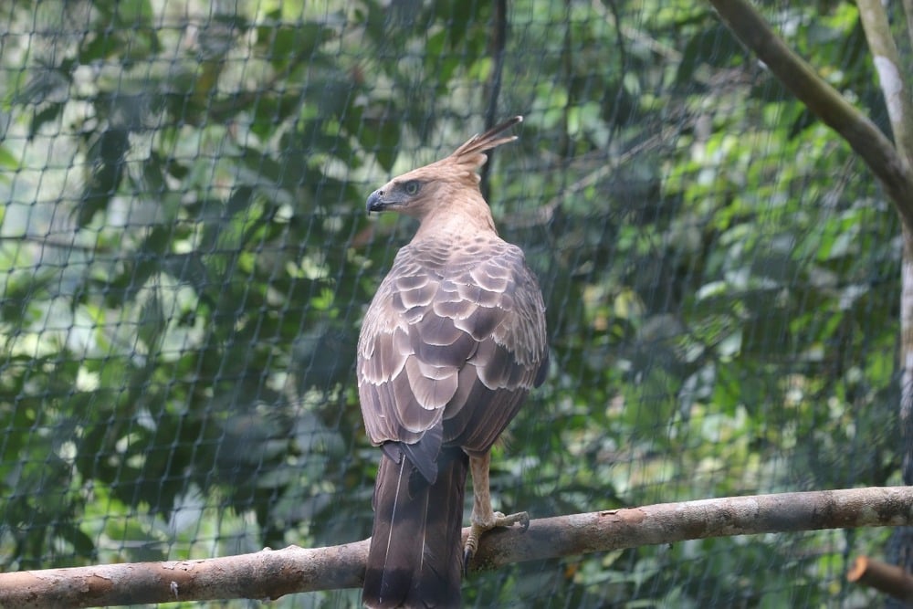  TNBTS Melepasliarkan Burung Julang Emas dan Elang Jawa di Bromo