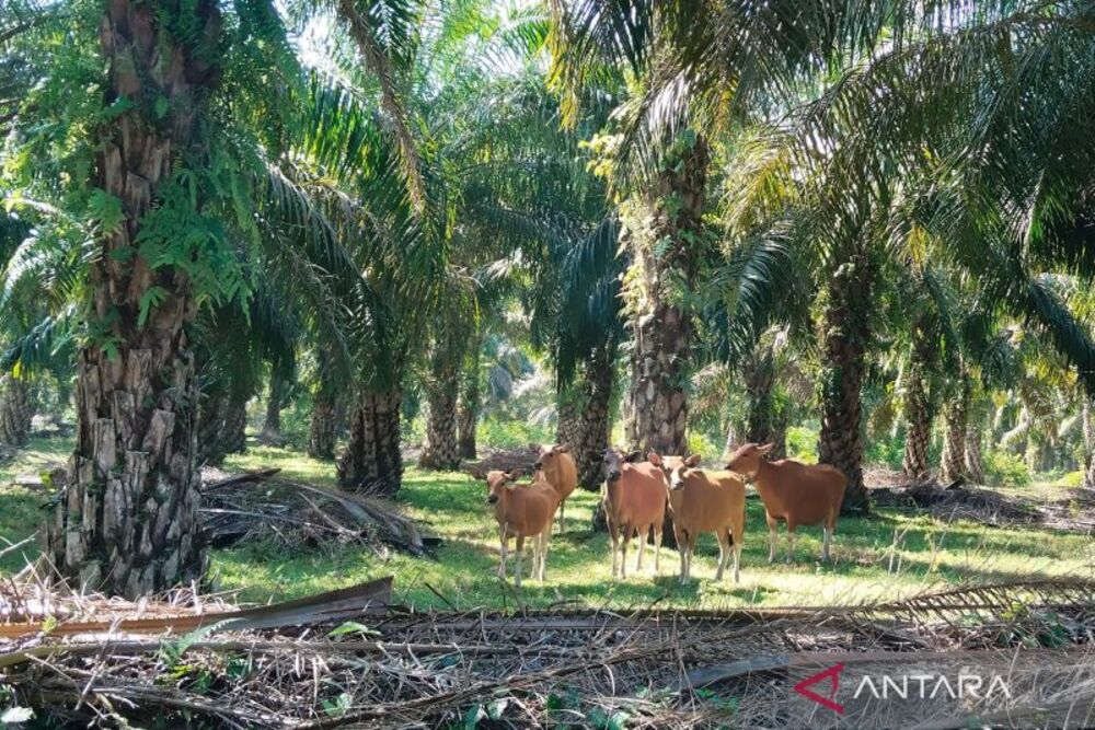  Integrasi Sapi dengan Kelapa Sawit di Mukomuko Dilakukan 70% Petani