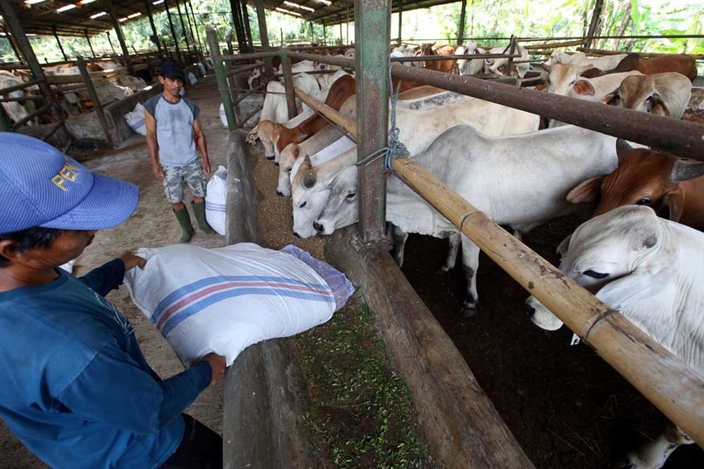  Pemerintah Membuka Peluang Agar Dunia Usaha Bisa Berbisnis Sapi di Indonesia