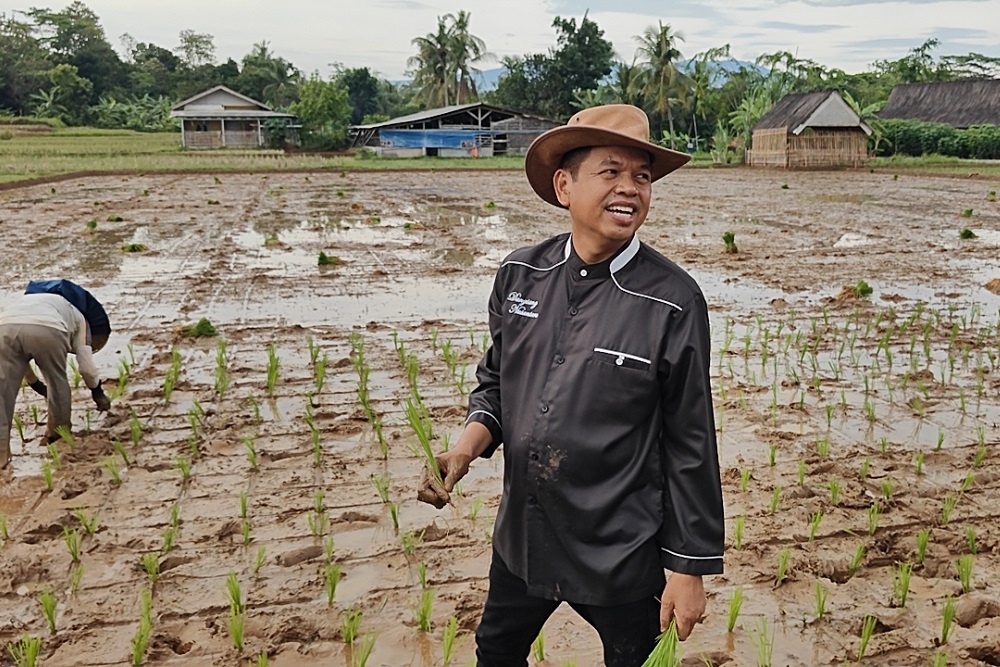  Pascamenang Quick Count, Dedi Mulyadi Pilih Tanam Padi Organik di Lembur Pakuan