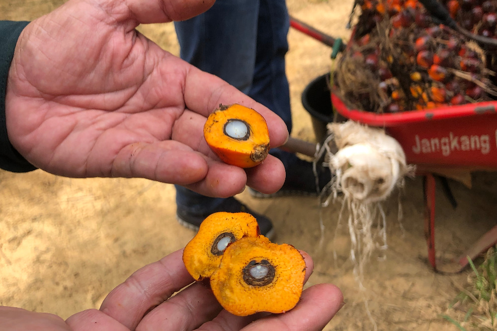  Harga Sawit Riau Pekan Ini Naik Menjadi Rp3.730,14 per Kg