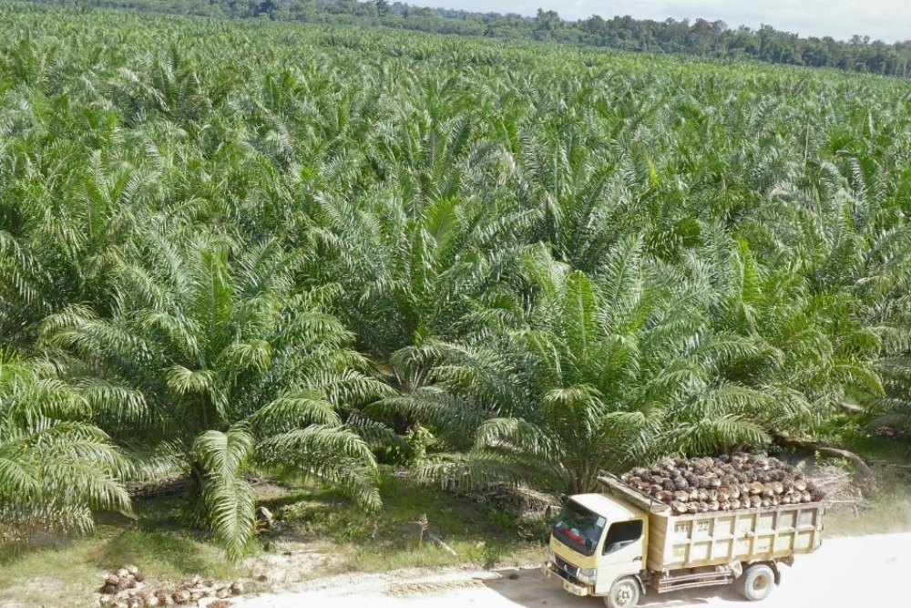  Uni Eropa Akan Larang Impor Hasil Deforestasi, ANJT Pastikan Ketelusuran Sawit