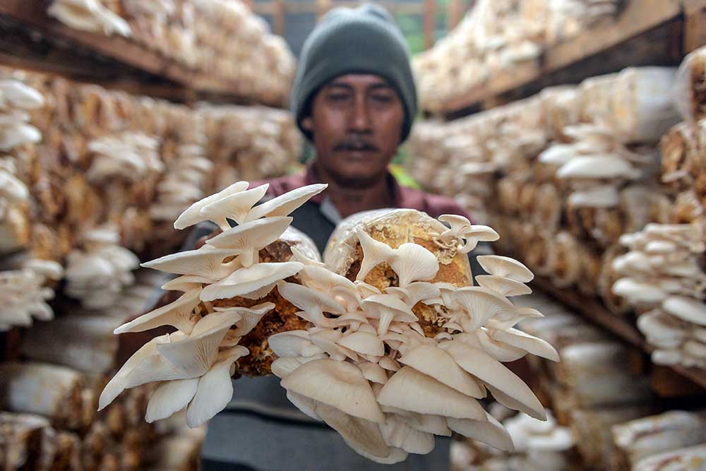  Budidaya Jamur Dengan Media Tanam Organik di Banten