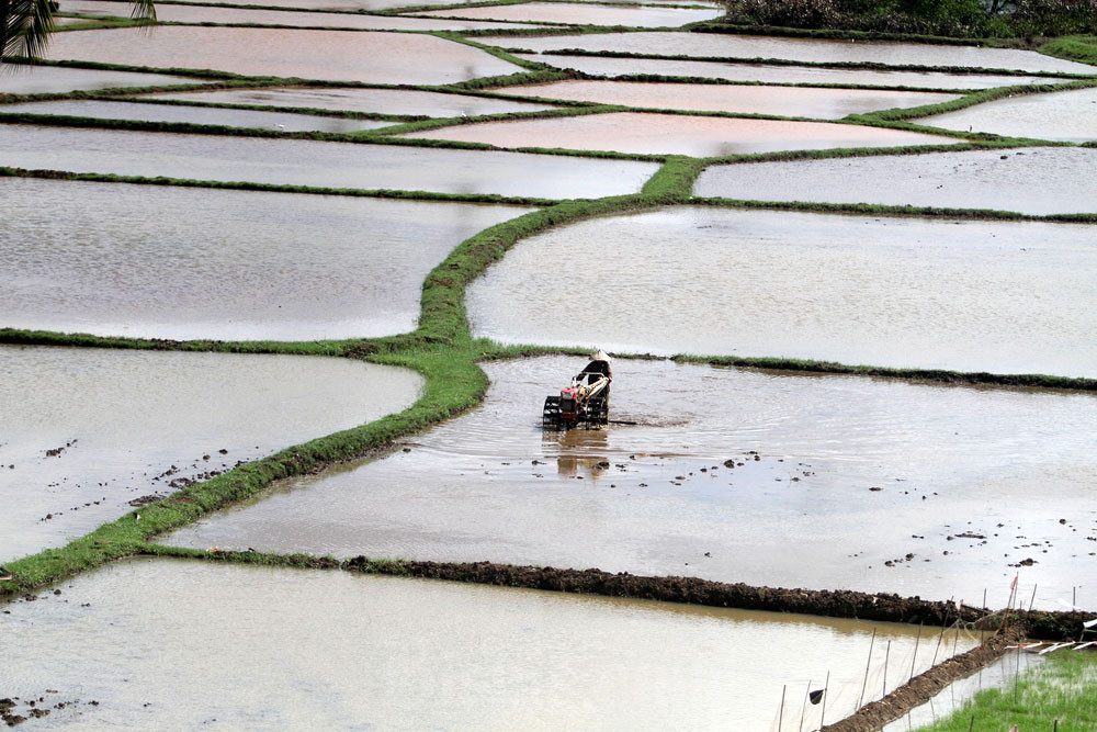 Petani membajak sawah yang akan ditanami padi di Kabupaten Maros, Sulawesi Selatan. Bisnis/Paulus Tandi Bone