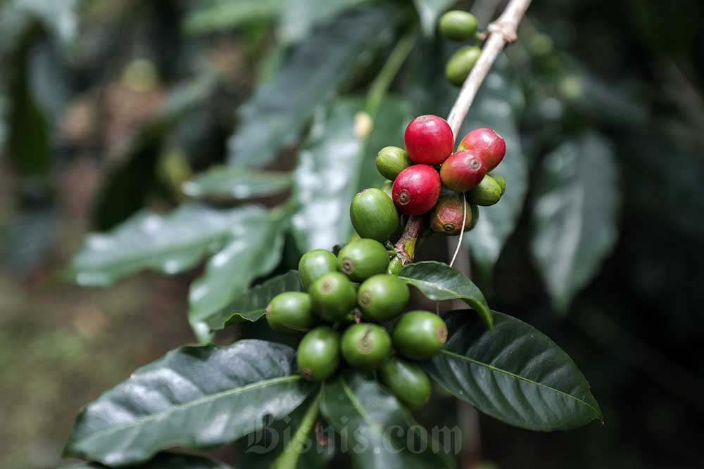 Kebun kopi di Kintamani, Bali. Bisnis/Fanny Kusumawardhani