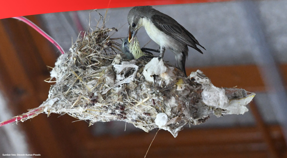  How Exporters Profit from Selling Bird’s Nests