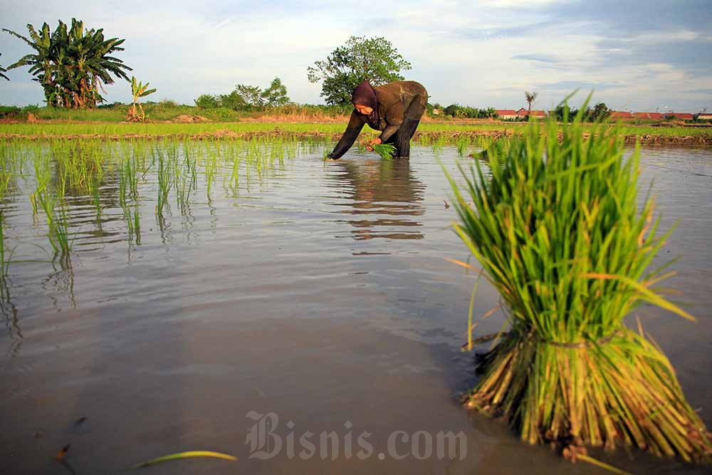  Kementerian Pertanian Garap Lahan Untuk Capai Swasembada Pangan