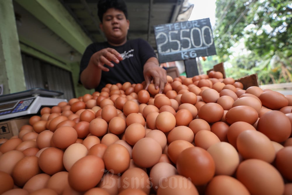  Kemenko Pangan: Permintaan Tinggi, Harga Telur Ayam akan Terus Melonjak