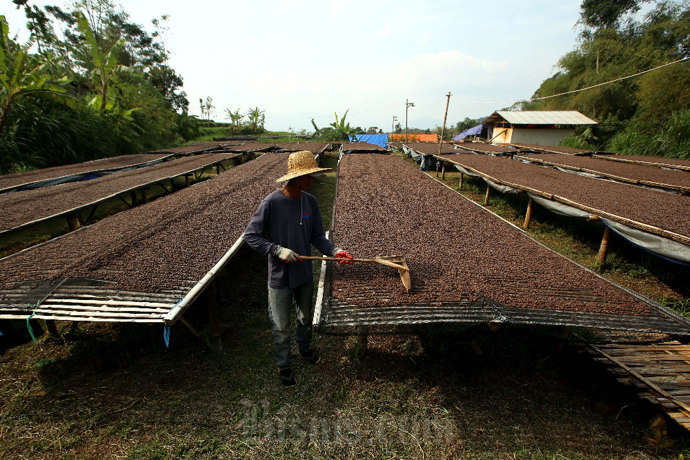  Kopi Robusta Sleman Kantongi Sertifikat Indikasi Geografis