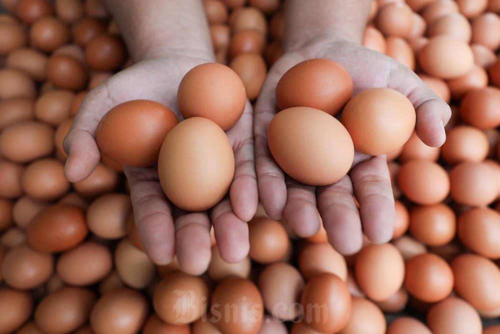 Telur Ayam Ras Segar Mulai Langka di Kabupaten Cirebon