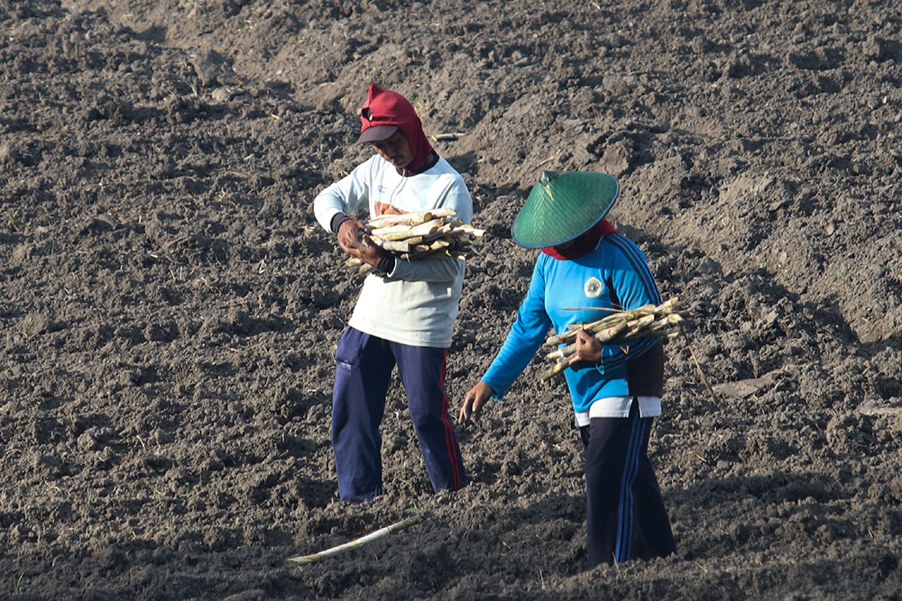  Optimalisasi Lahan Tebu Menuju Swasembada Gula Nasional