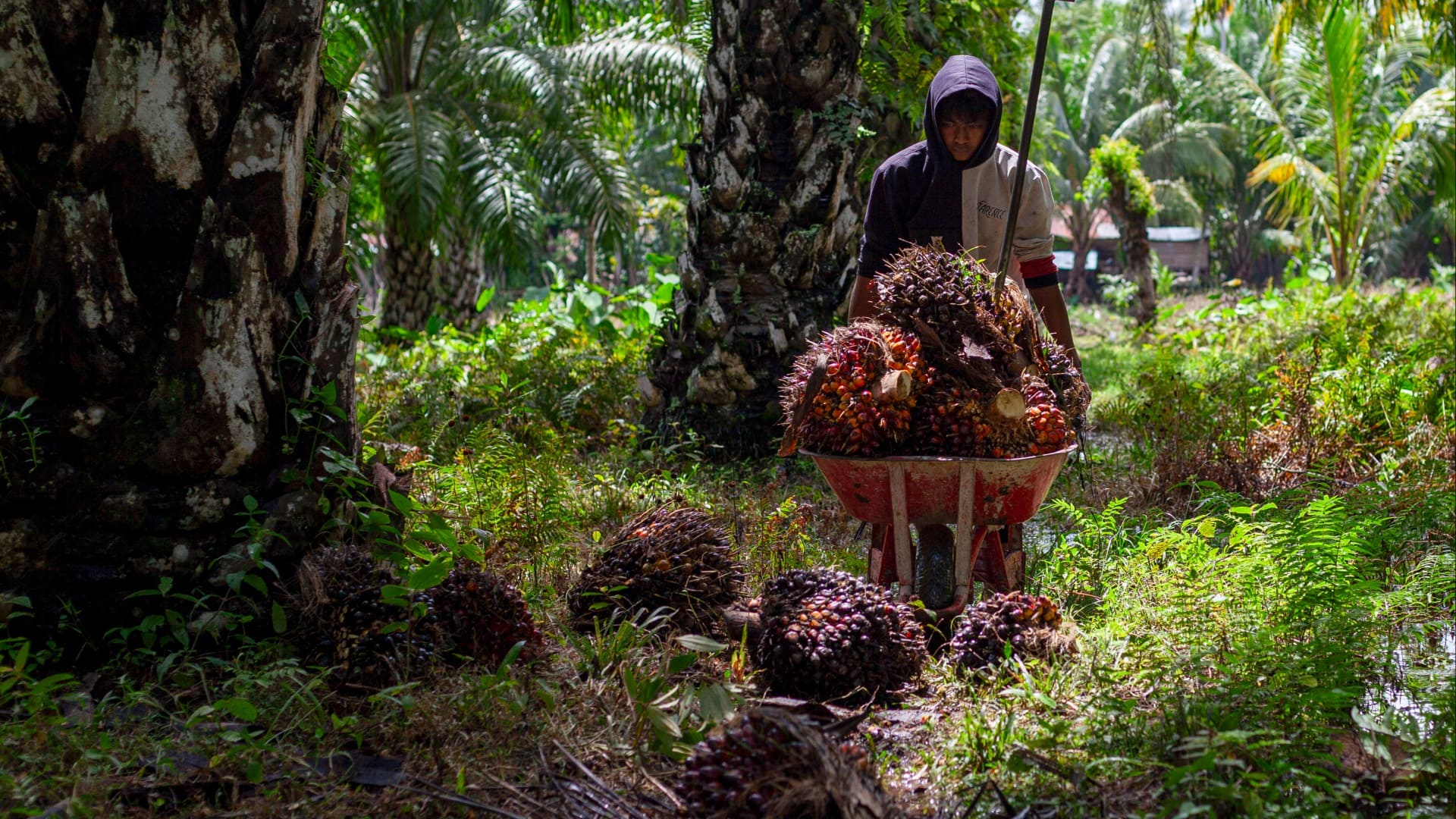  Biodiesel B40 Berlaku Mulai Januari 2025, Produksi Minyak Sawit RI Cukup?