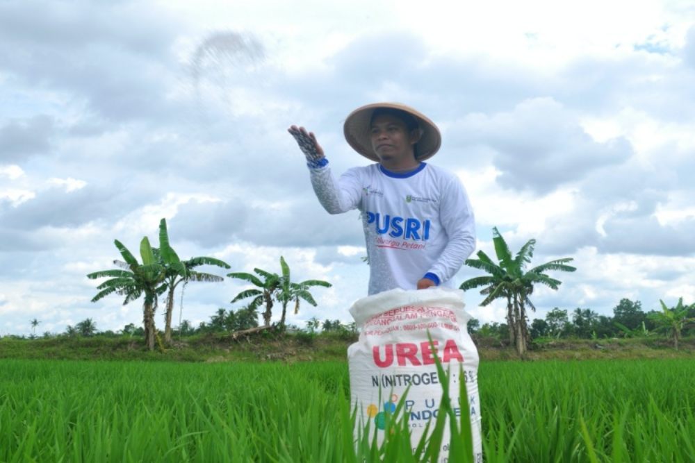 Petani padi melakukan pemupukan di lahan sawahnya dengan pupuk urea bersubsidi - Istimewa.
